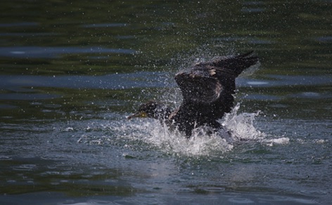 Cormorano